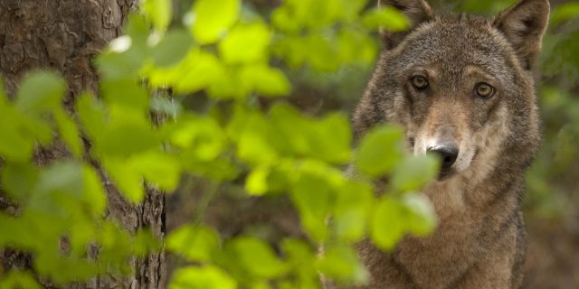 Centro visita del lupo – nel Parco Nazionale della Majella