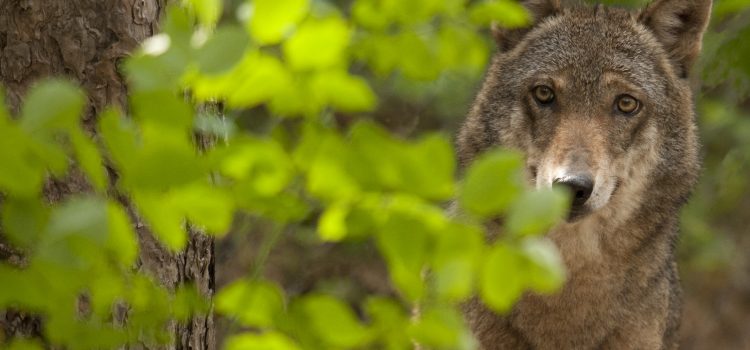 Centro visita del lupo – nel Parco Nazionale della Majella