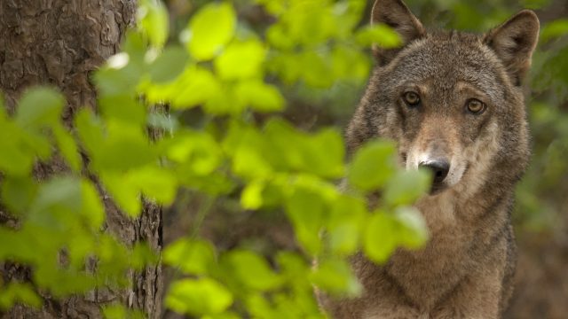 Centro visita del lupo – nel Parco Nazionale della Majella