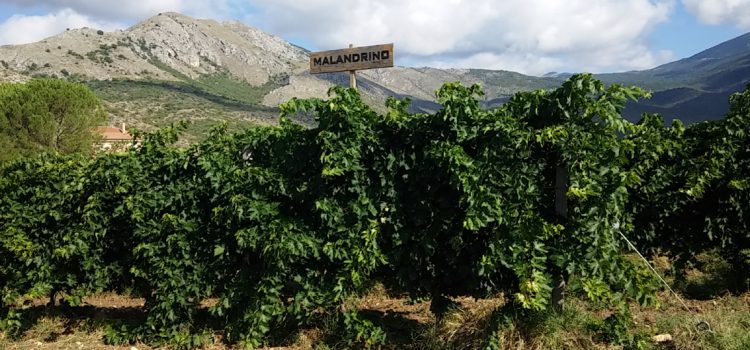 Cataldi Madonna – Vini concettuali