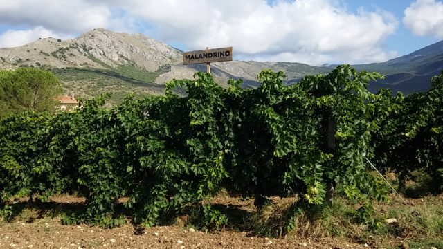 Cataldi Madonna – Vini concettuali